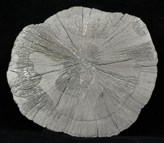 Large Pyrite Sun - Sparta, Illinois #31166
